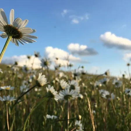 Appartement Zum Goldenen Schaf Ii Ahrdorf